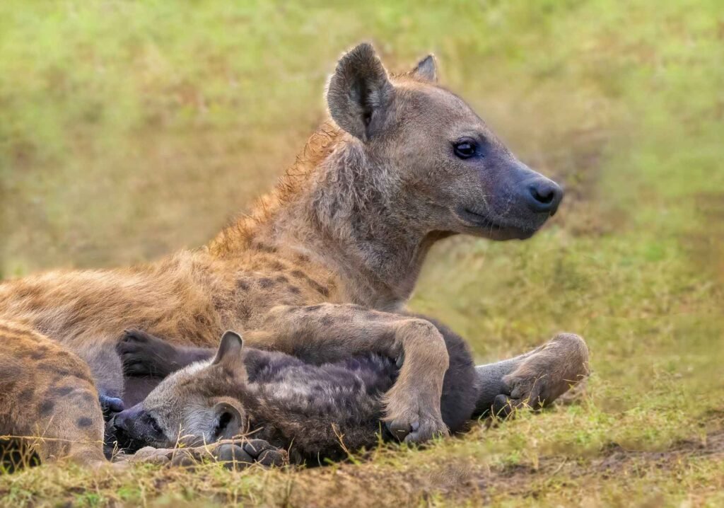 Hyena feeding