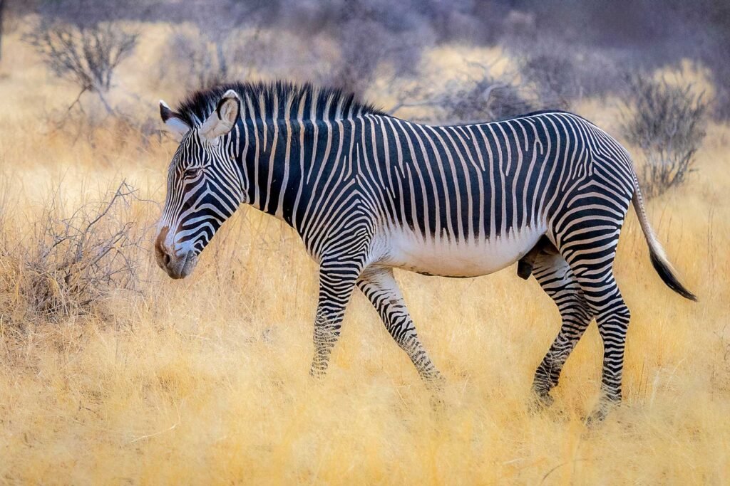 Grevy’s Zebra