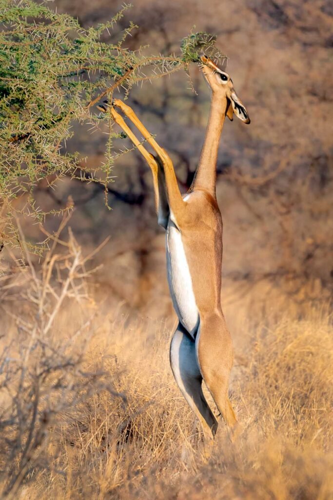 Gerenuk