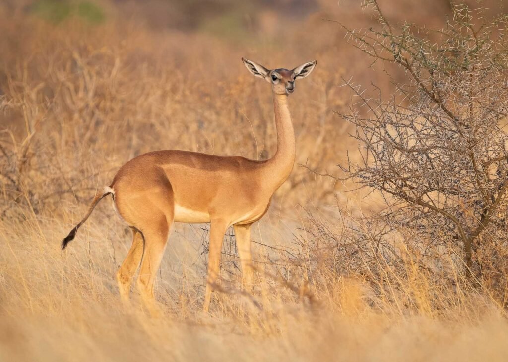 Gerenuk