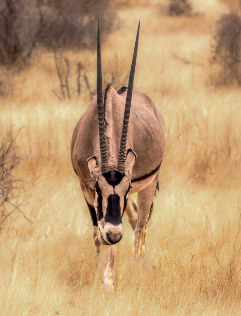 Beisa Oryx