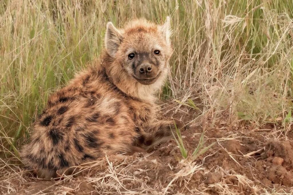 Hyenas can be cute!