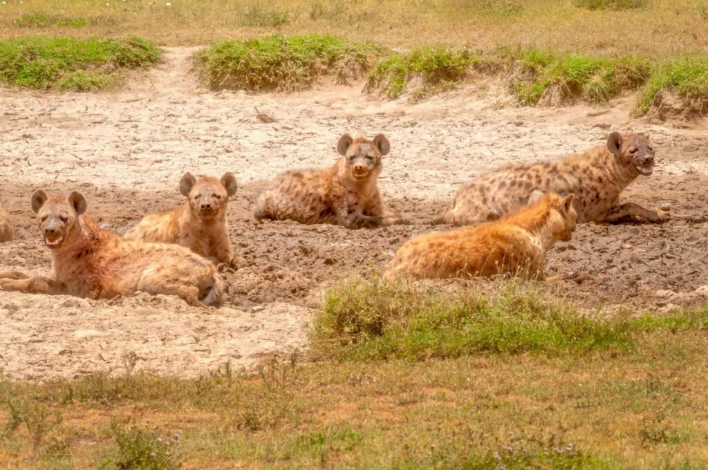A hyena den