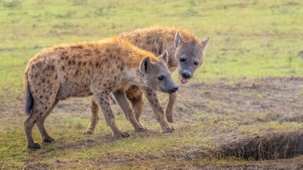 Two hyenas